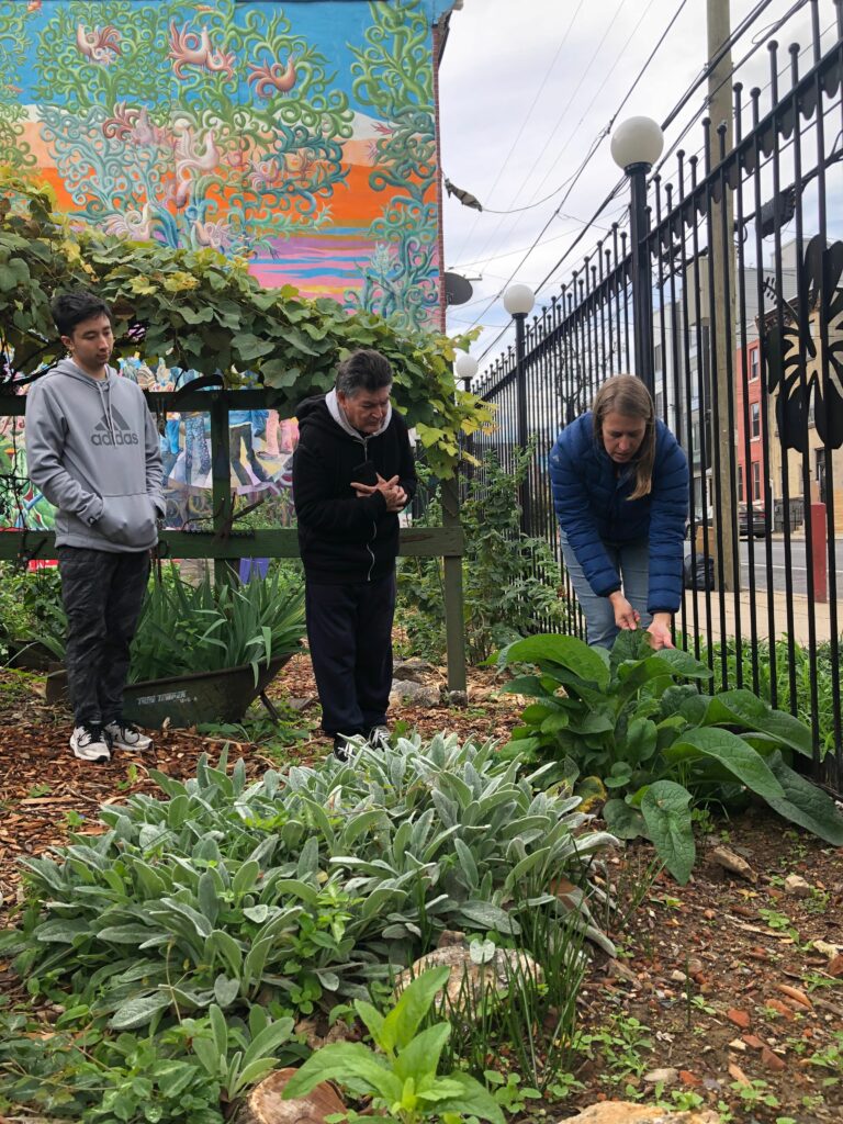 Workshop leader Marian Dalke discusses medicinal uses of the herbal understory plants at NSNP's Las Parcelas gardens with workshop participants, October 2023. Marian leans over by the metal fence, reaching down to hold a leaf of comfrey, as two other people look on.