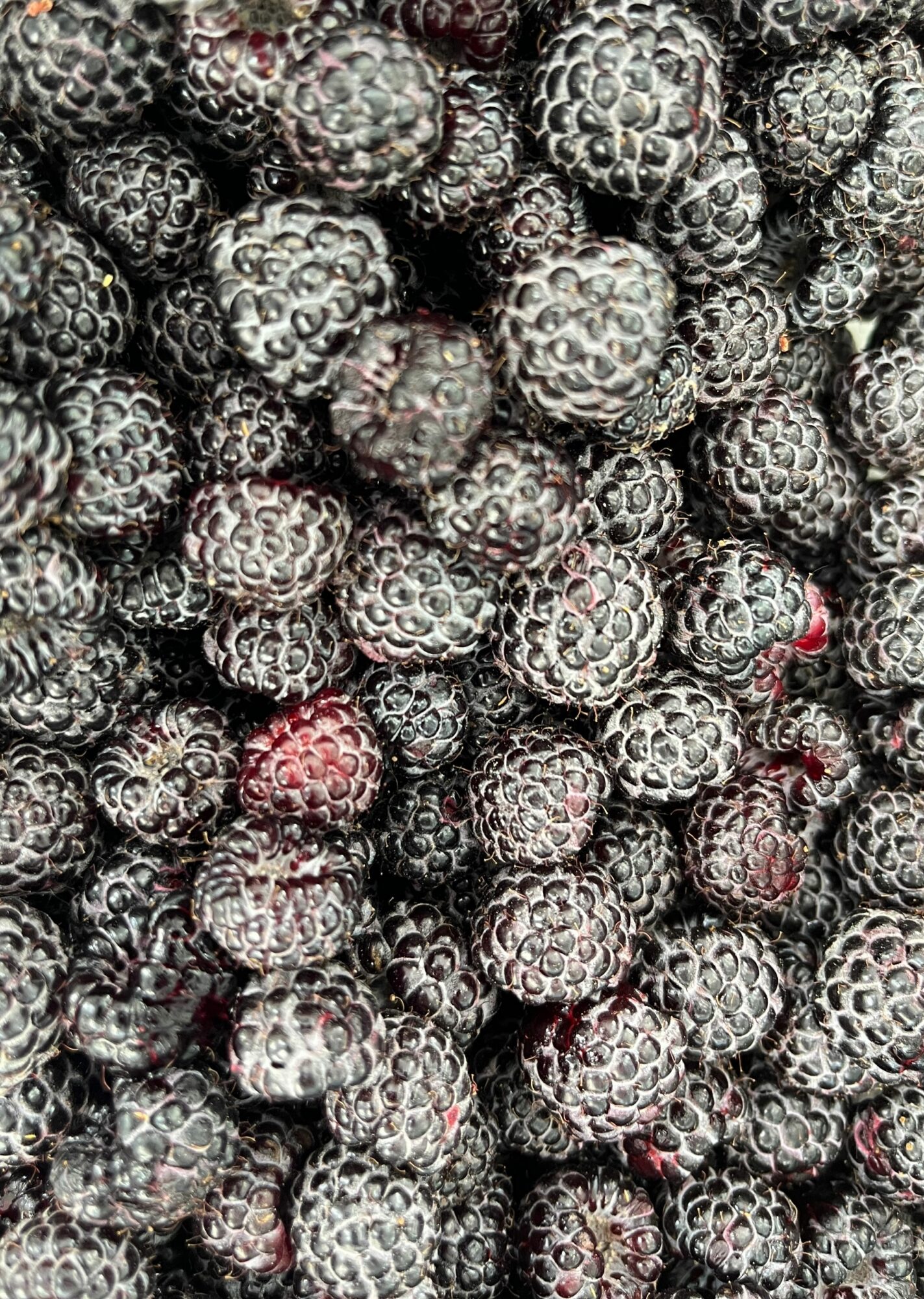 Blackcap raspberry harvest