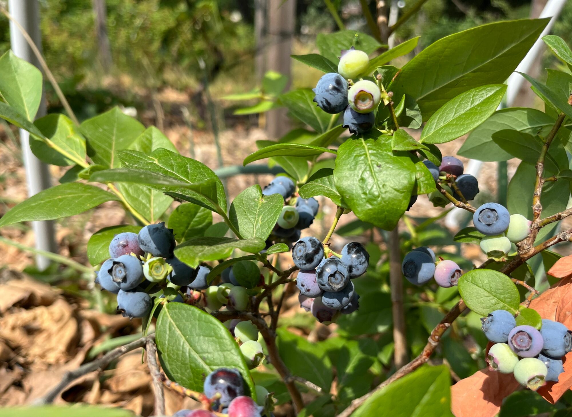 Ripe blueberries on the bush