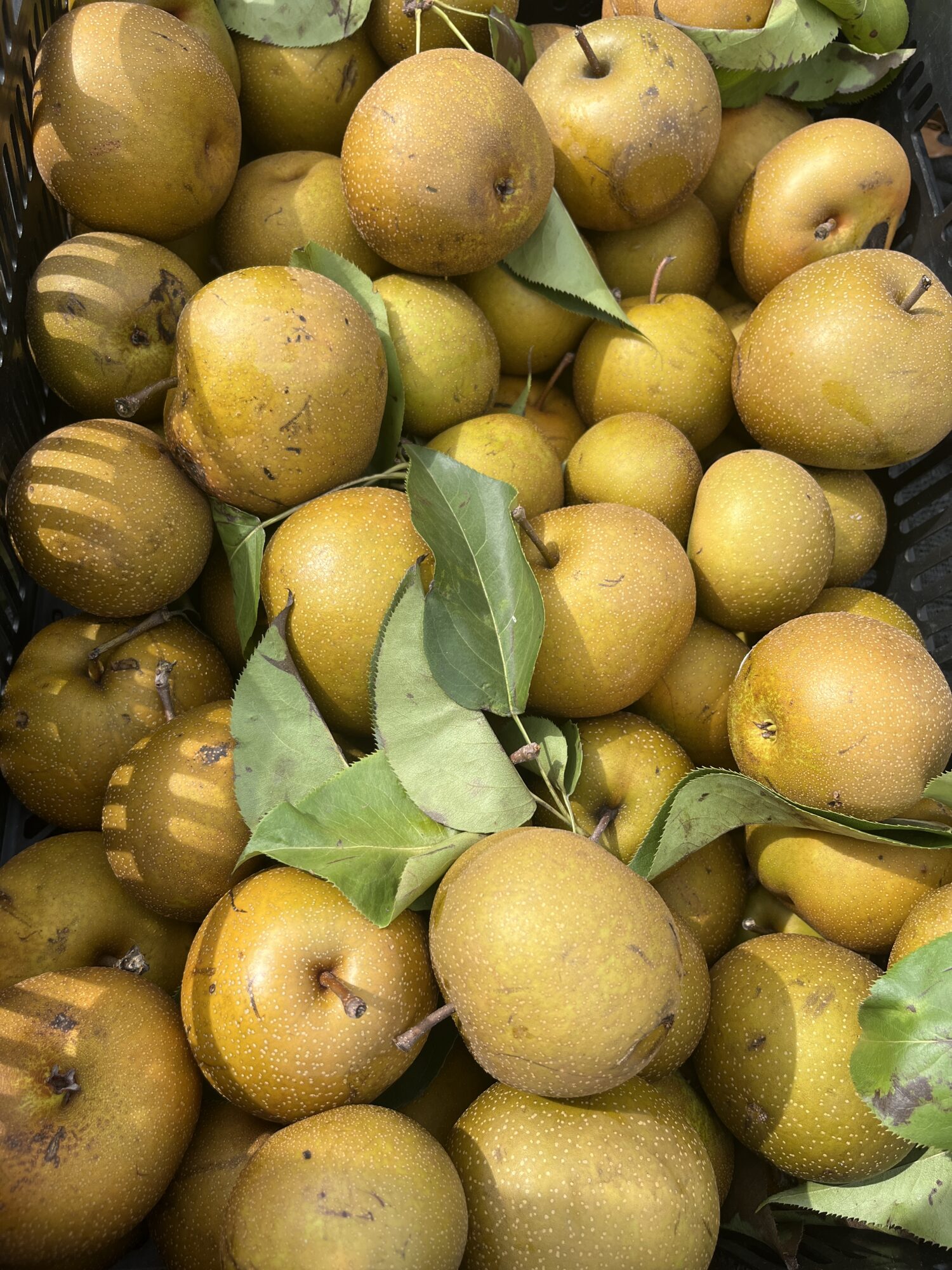 Asian pear harvest