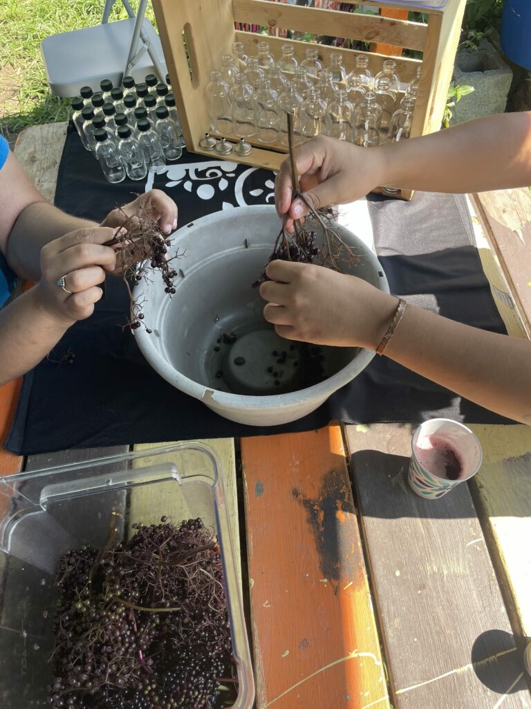 Participants in an Afro-herbalist workshop at Mill Creek Farm pick berries off the branch for processing, summer 2023. The table behind them has small glass bottles lined up, ready for filling.