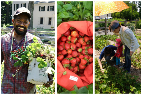 A collage of three photos from past Strawberry Festivals. From left to right: A smiling Black man with a beard, his face shaded by a hat, holds a canvas planting bag overflowing with strawberry plants; a bright red bag with its sides folded over, holds a pile of red ripe strawberries; A woman holds an umbrella to block the sun over a child in a brightly colored hat and a man who is crouching down to harvest from the berry beds.